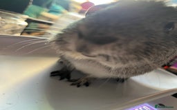 Guinea Pig rodents for sale: 2 male guinea pigs - Image 4