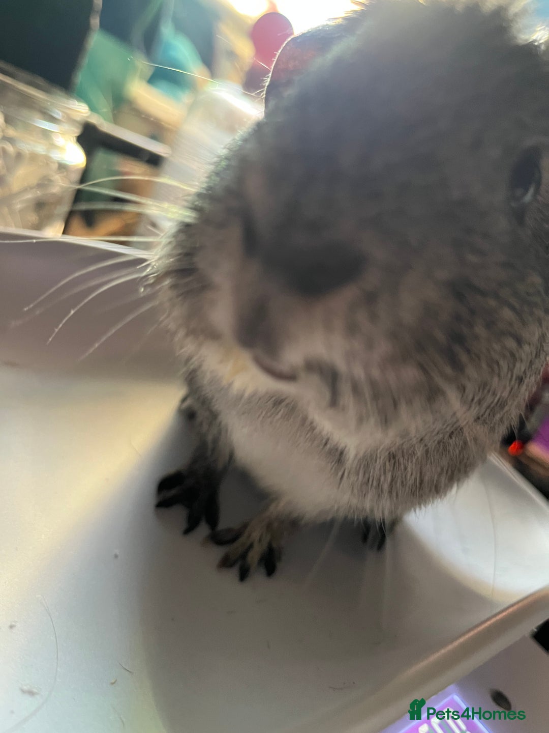 Guinea Pig rodents for sale: 2 male guinea pigs - Image 4
