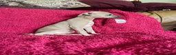 Mixed Breed dogs for sale: Stunning Wiggy’s Italian greyhound x whippet  - Advert 23