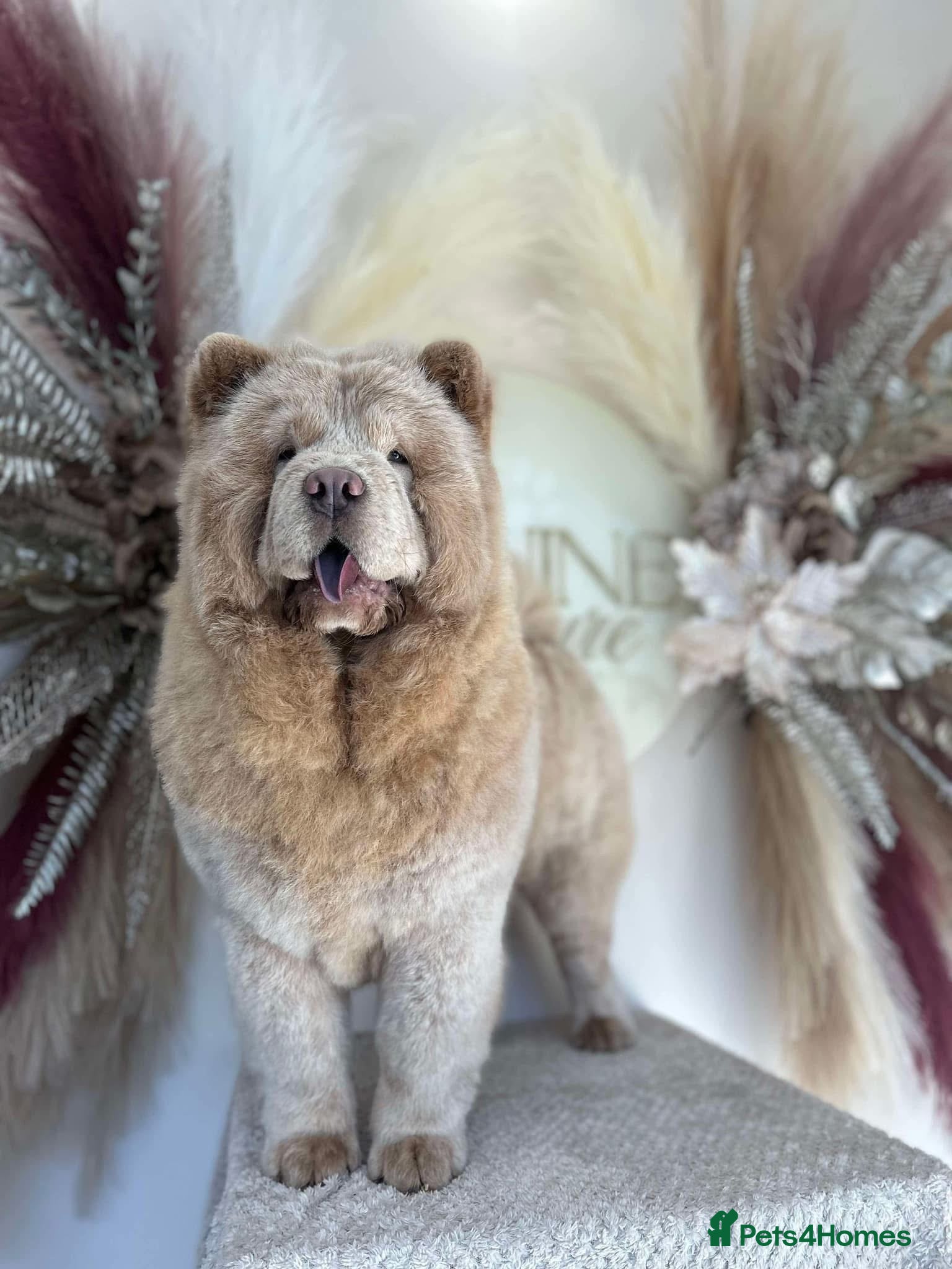 Chow Chow dogs Platinum blue eyed female chow  - Advert 4