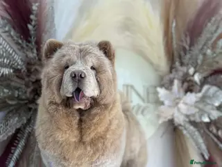 Chow Chow dogs Platinum blue eyed female chow - Advert 4