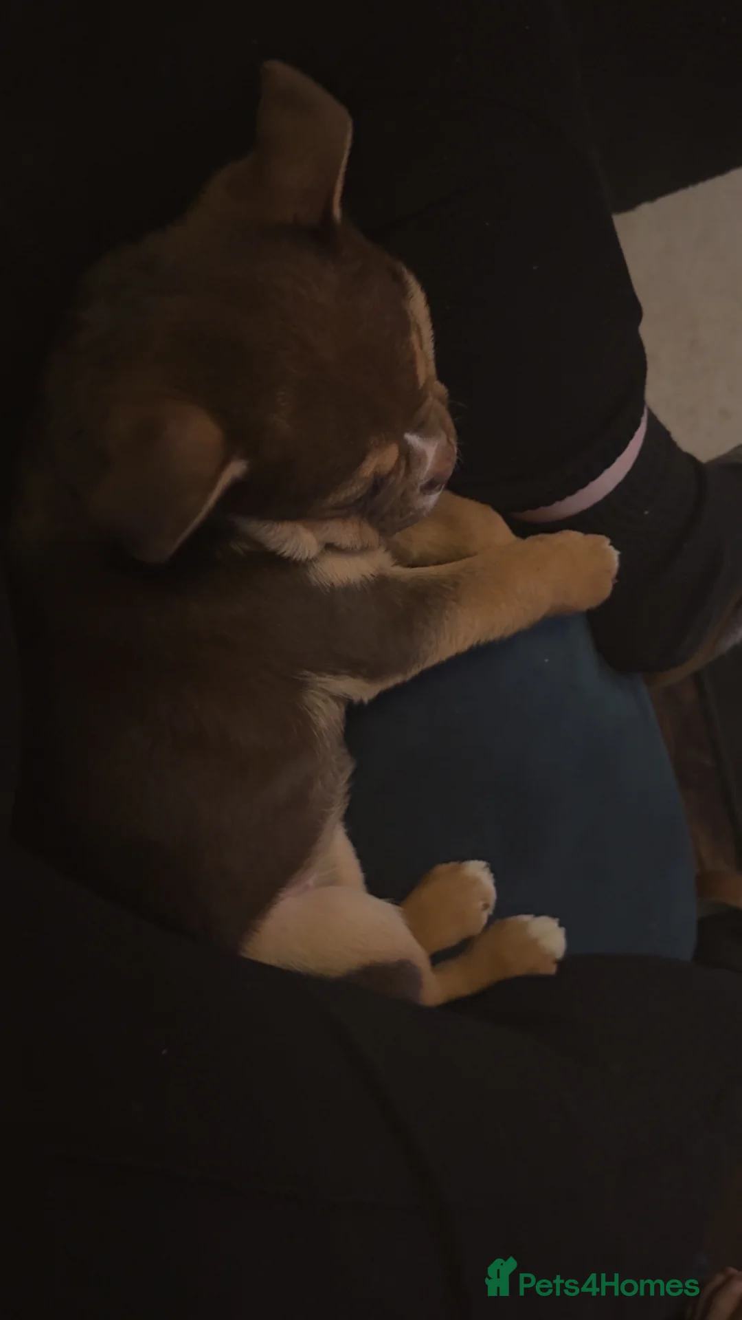 Mixed Breed dogs for sale: English bulldog mix female puppy - Advert 7