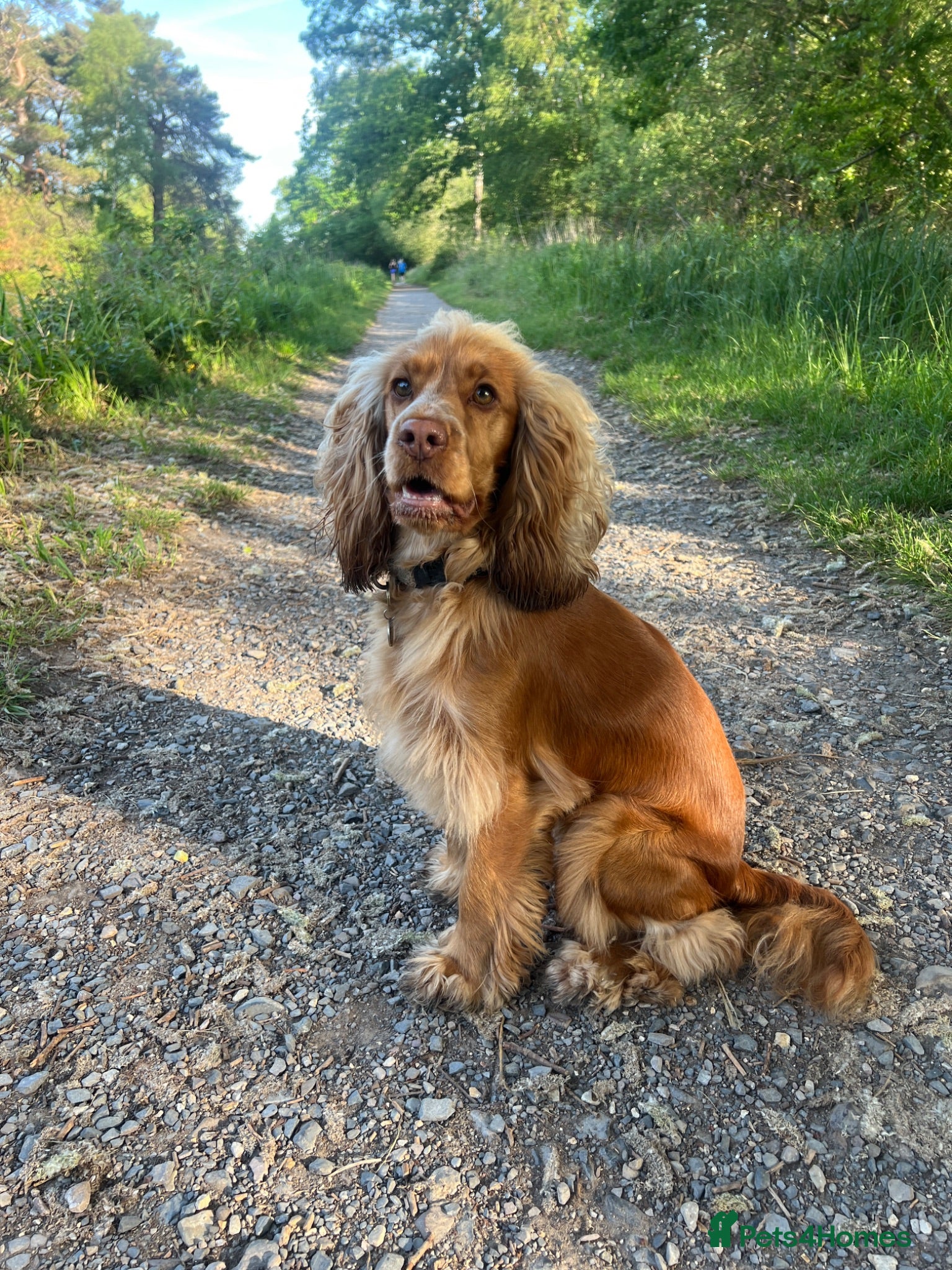 Cocker Spaniel dogs Honey - Cocker Spaniel - nearly 2 years old - Advert 1