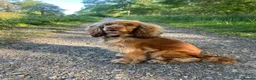 Cocker Spaniel dogs for sale: Honey - Cocker Spaniel - nearly 2 years old - Advert 1