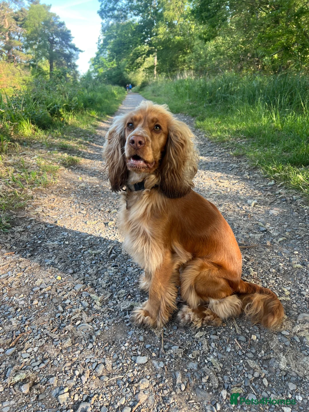 Cocker Spaniel dogs for sale: Honey - Cocker Spaniel - nearly 2 years old - Advert 1