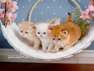 British Shorthair cats Show-Quality British Shorthair Kittens - Advert 5