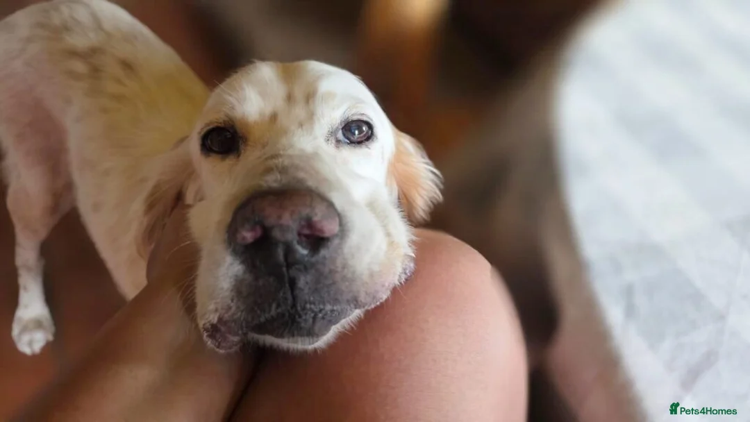 English Setter dogs for adoption: Jana  in New Romney - Advert 1