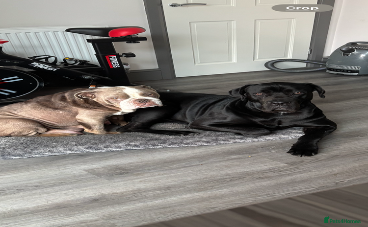 Mixed Breed dogs - Advert 3