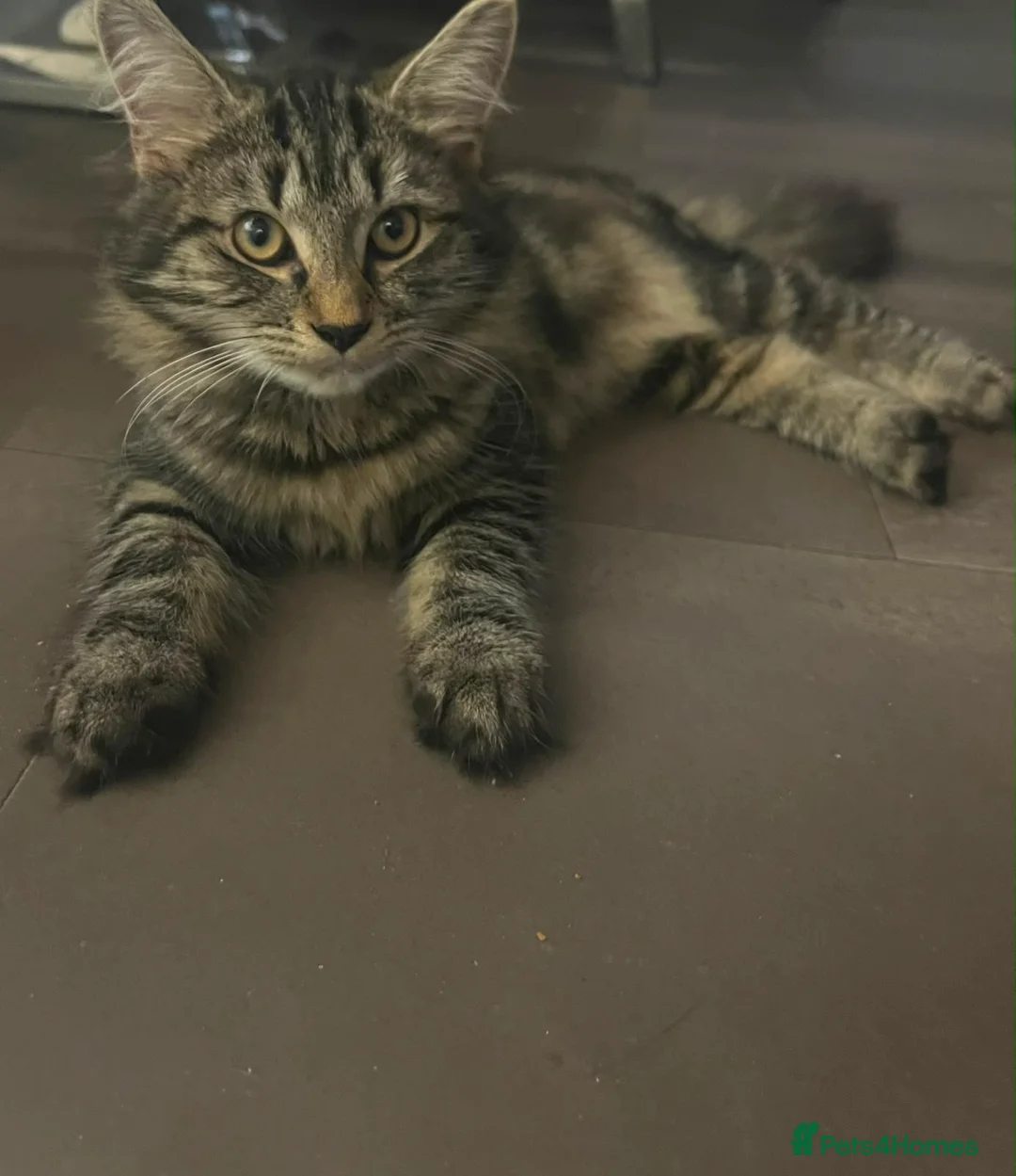 Mixed Breed cats for sale: Female Kitten  - Advert 4