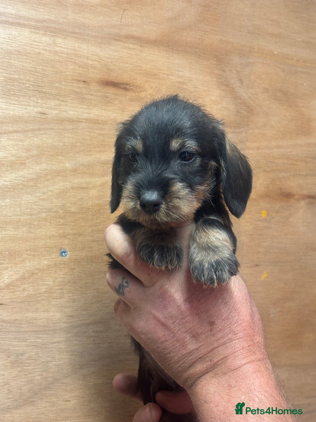Dachshund dogs for sale: Ready now standard Wirehair dachshund (teckel)  - Image 13