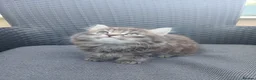 Mixed Breed cats for sale: Maine coon xxx  - Advert 5