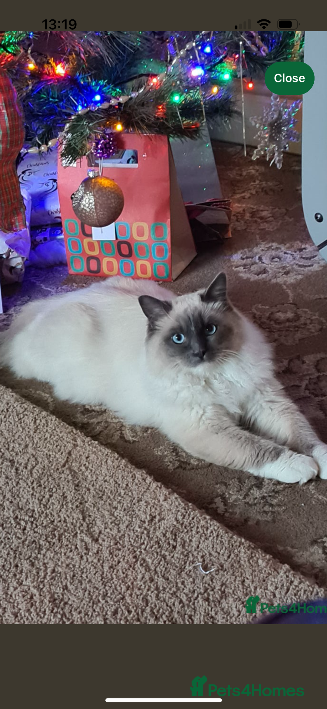 Ragdoll cats for sale: Stunning Ragdoll kittens  - Advert 4