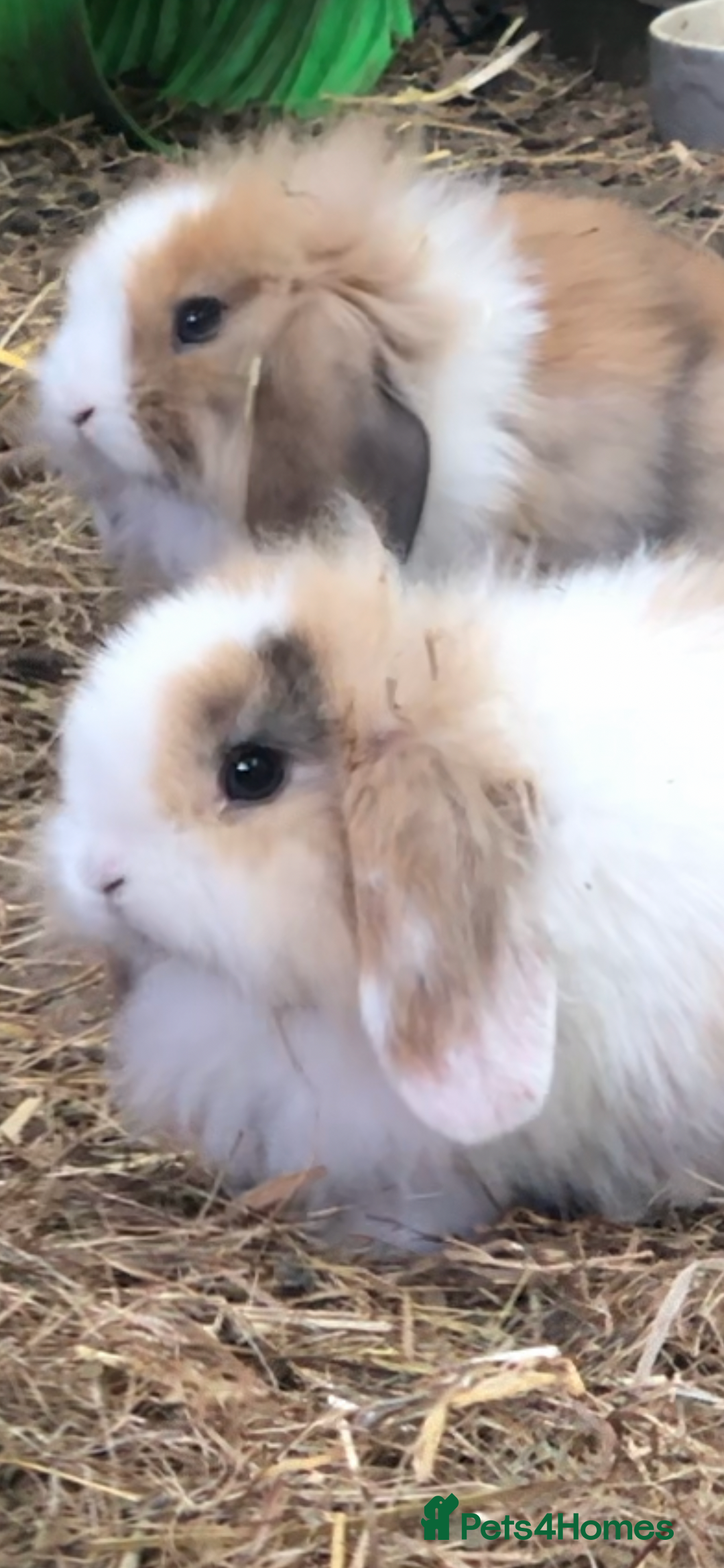 Mini Lion Lop rabbits for sale: Unique Bunnies  - Image 6