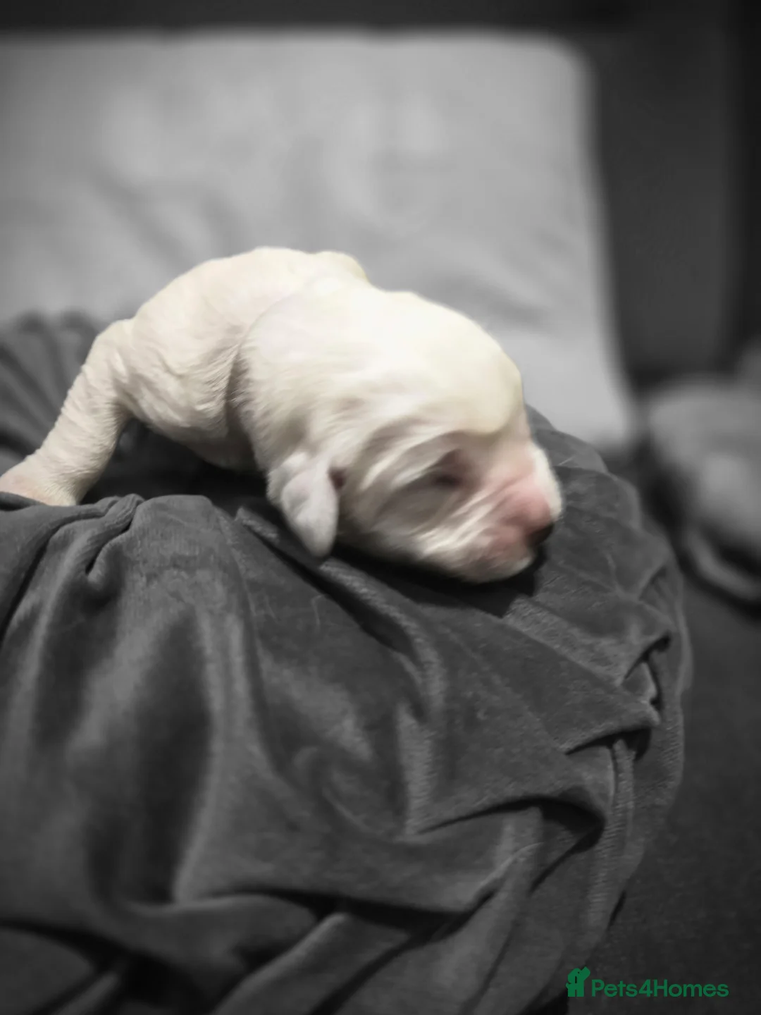 Pyrenean Sheepdog dogs for sale: RARE POLISH TATRA SHEPHERD (Owczarek Podhalanski) - Advert 15