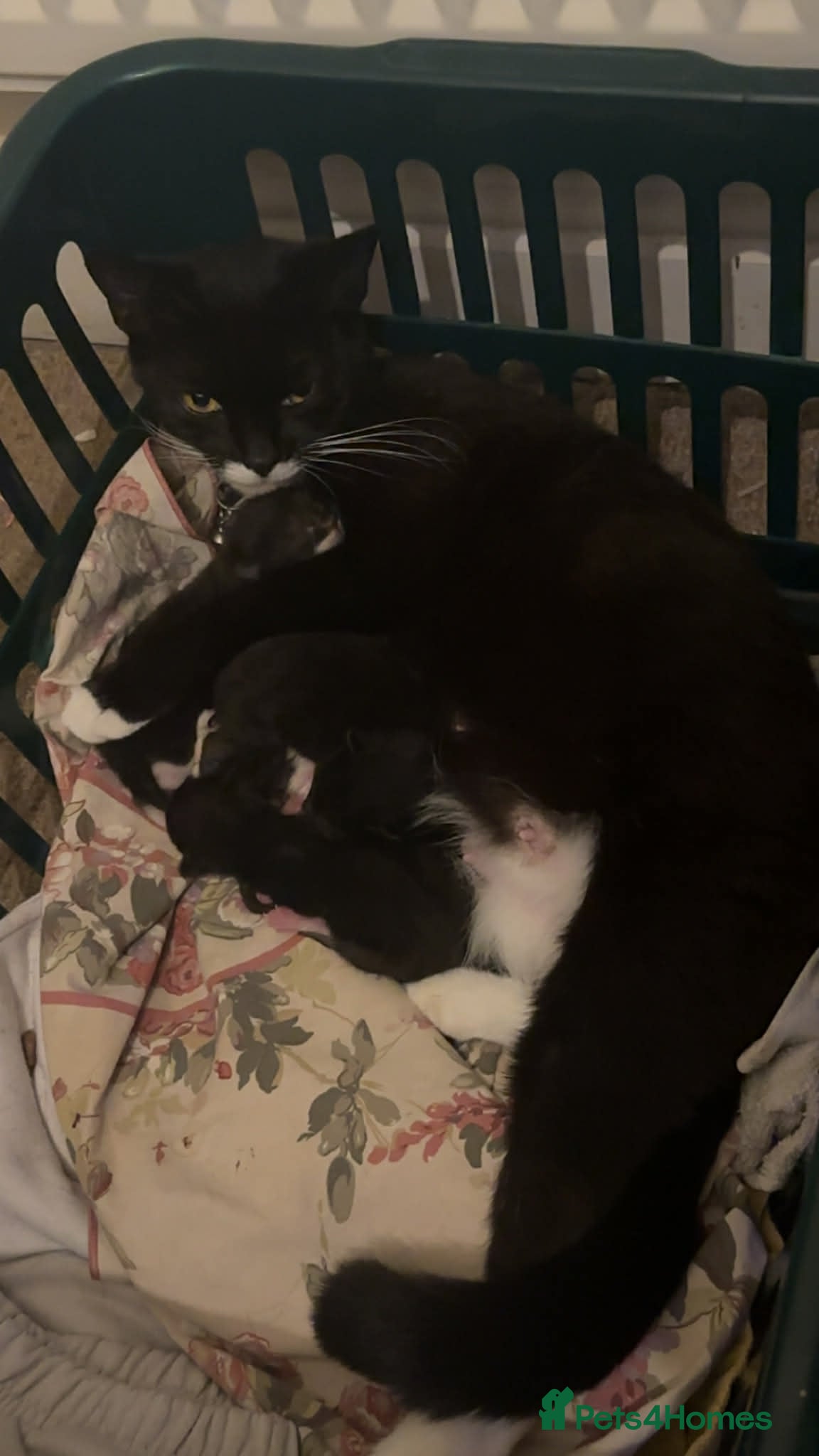 Domestic Shorthair cats 4 lovely kittens looking for forever home  - Advert 8