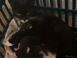 Domestic Shorthair cats 4 lovely kittens looking for forever home - Advert 8