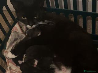 Domestic Shorthair cats 4 lovely kittens looking for forever home - Advert 7