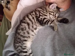 Mixed Breed cats Very friendly and playful 3 month old kitten - Advert 1