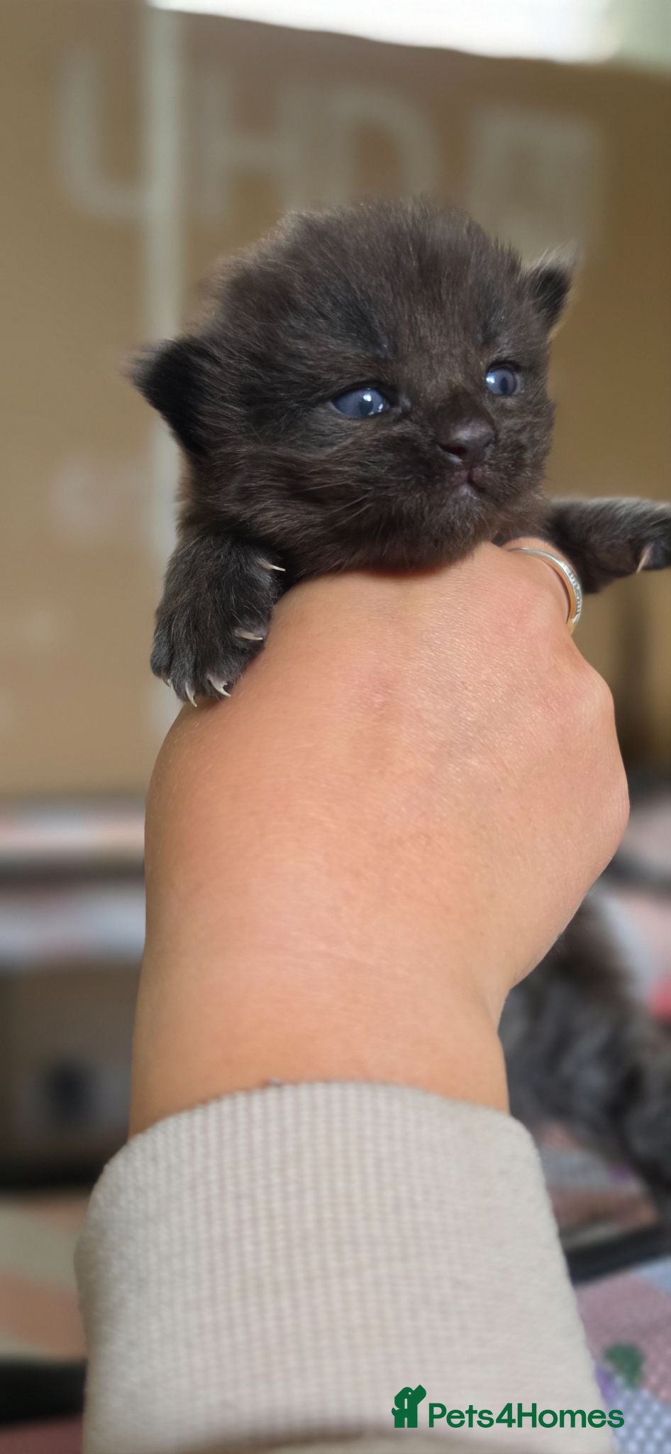 Maine Coon cats 3 Maine Coon Kittens Available  - Advert 12