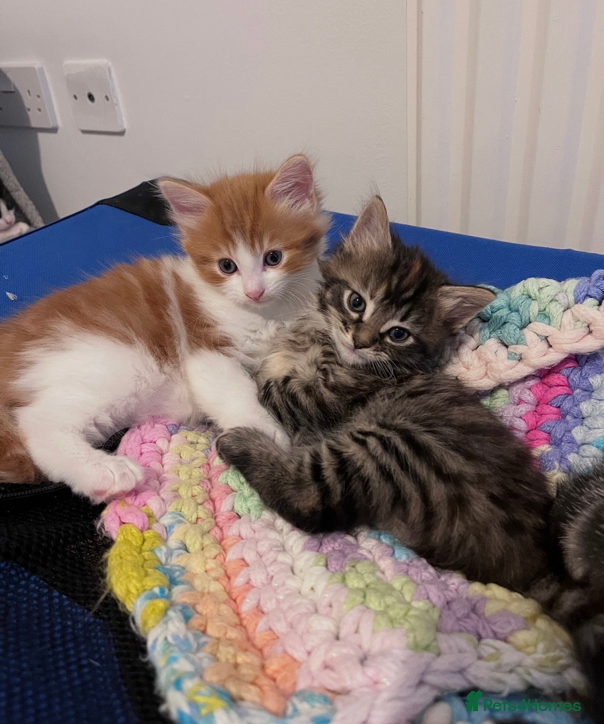 Mixed Breed cats Beautiful kittens  - Advert 1