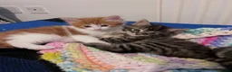 Mixed Breed cats for sale: Beautiful kittens  - Advert 1