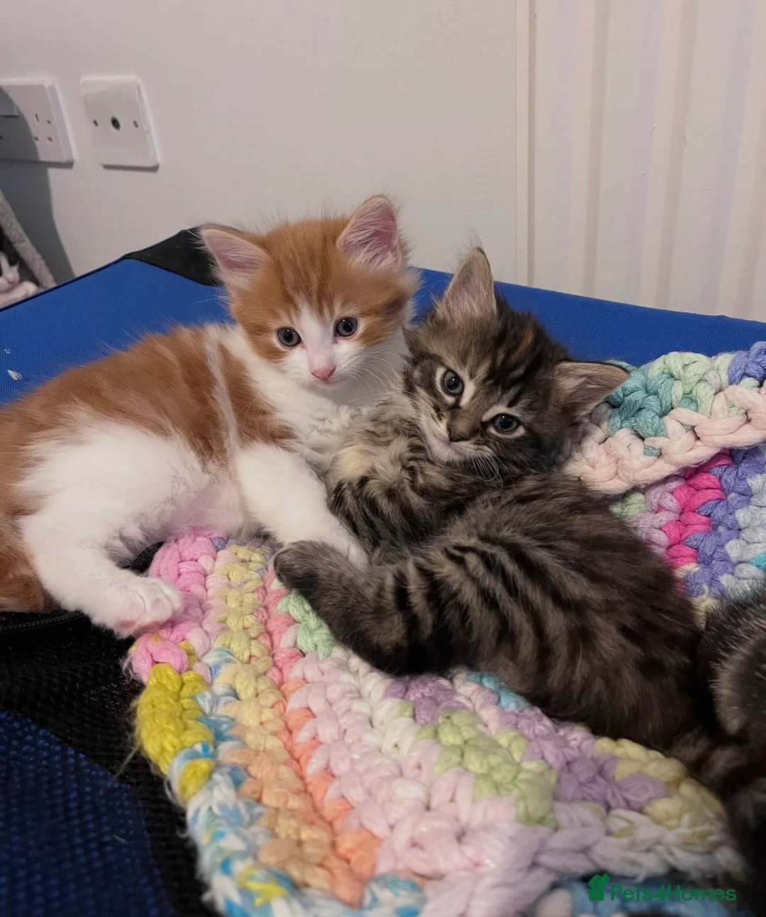 Mixed Breed cats for sale: Beautiful kittens  - Advert 1