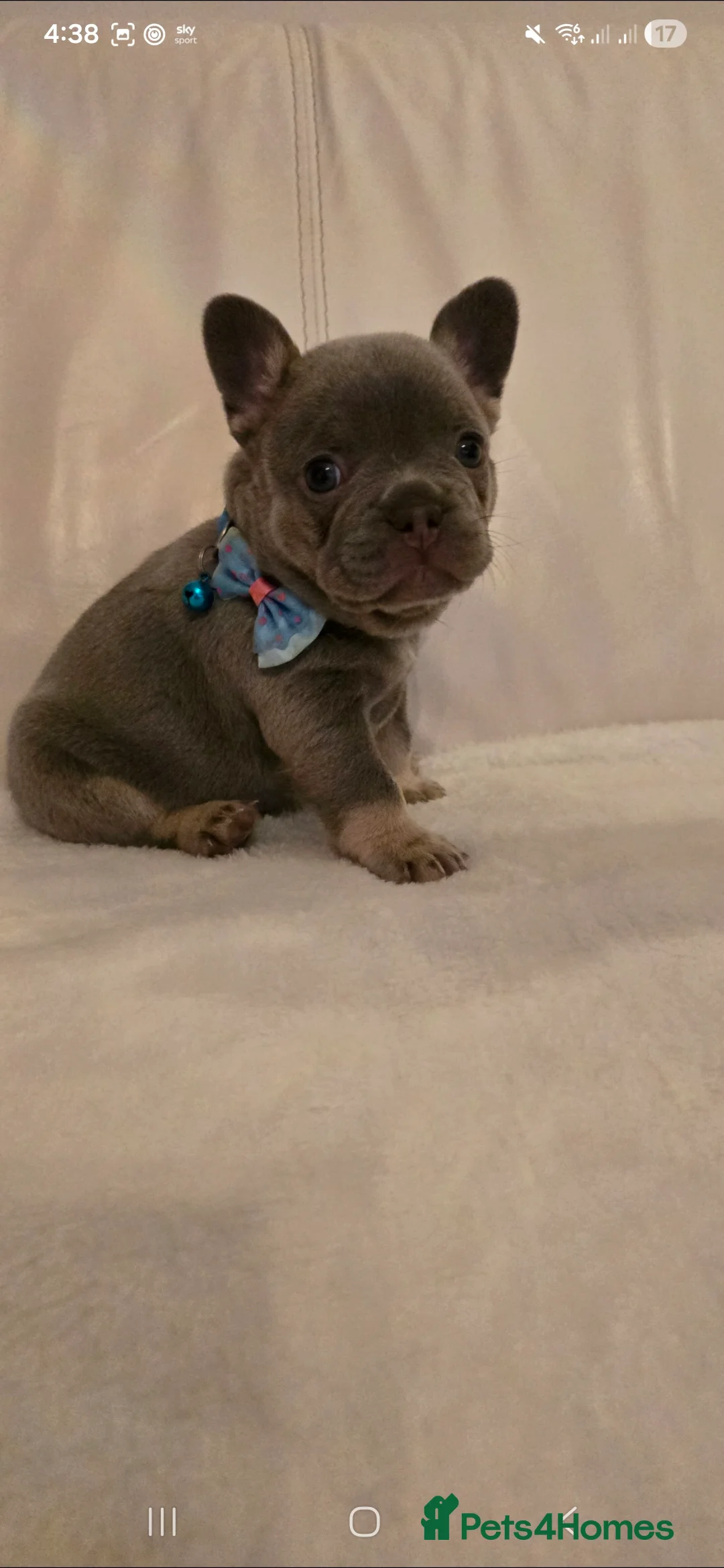 French Bulldog dogs for sale: French Bulldog puppies x 5 available  - Advert 13