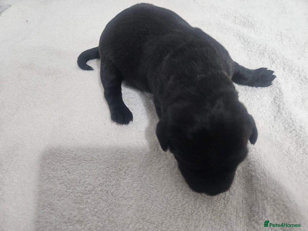 Borador dogs for sale: Labrador borador puppies - Advert 5