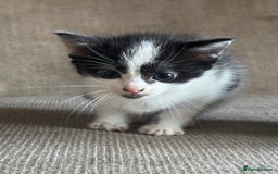 Domestic Shorthair cats for sale: Kittens - Image 3