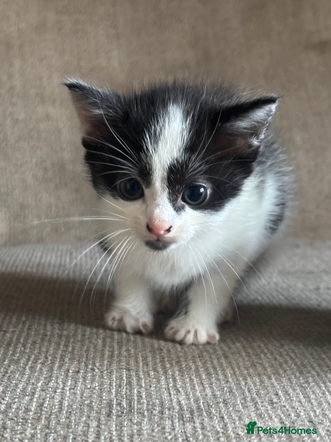 Domestic Shorthair cats for sale: Kittens - Image 3