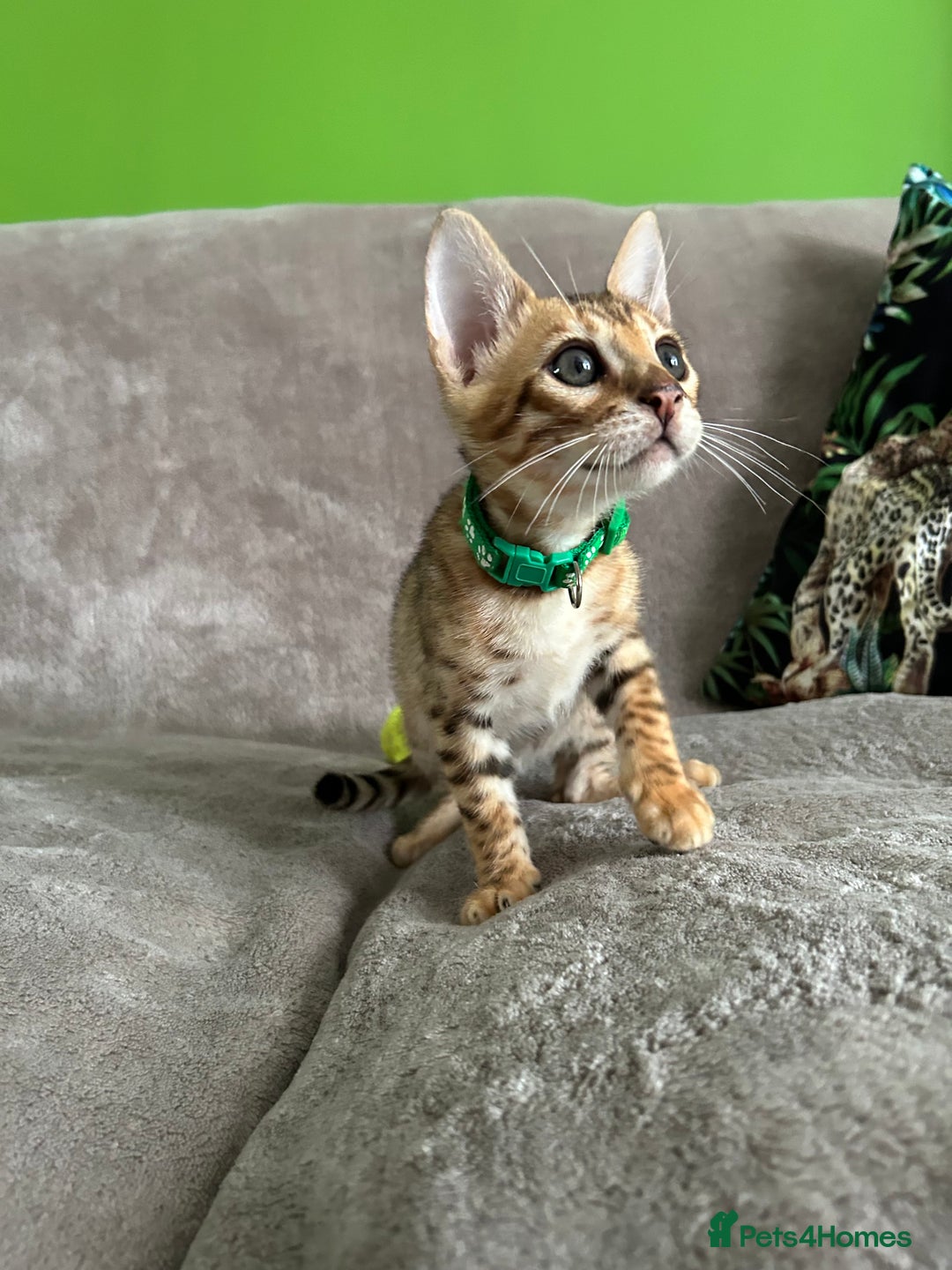 Bengal cats for sale: Gorgeous Pure Bengal Kittens Ready To Go! ❤️ - Image 14
