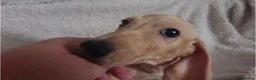 Miniature Dachshund dogs for sale: Cream Mini Dachshund Puppy Last one - Advert 2