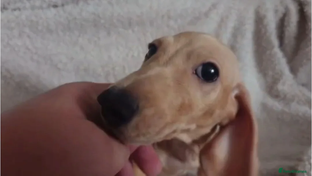 Miniature Dachshund dogs for sale: Cream Mini Dachshund Puppy Last one - Advert 2