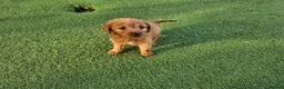 Labradoodle dogs for sale: 4 beautiful labradoodle puppys in Southampton - Advert 16