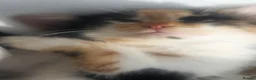 Mixed Breed cats for sale: Kittens - Advert 3