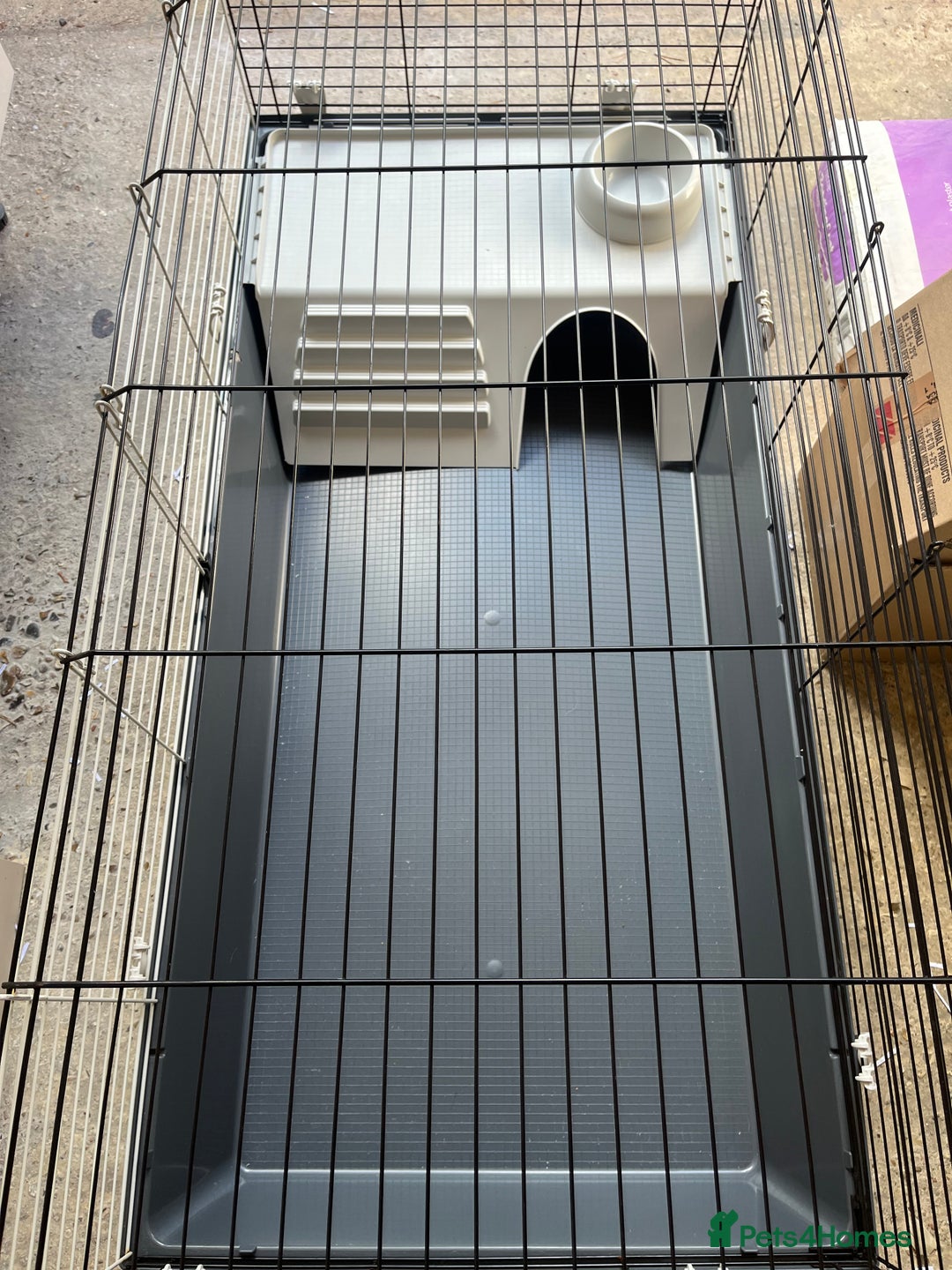 Pygmy Hedgehog rodents for sale: Young black boy/ full set up / carrier ready today - Image 7