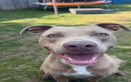 Mixed Breed dogs for sale: URGENT! Loving boy is desperate for a new home - Image 2