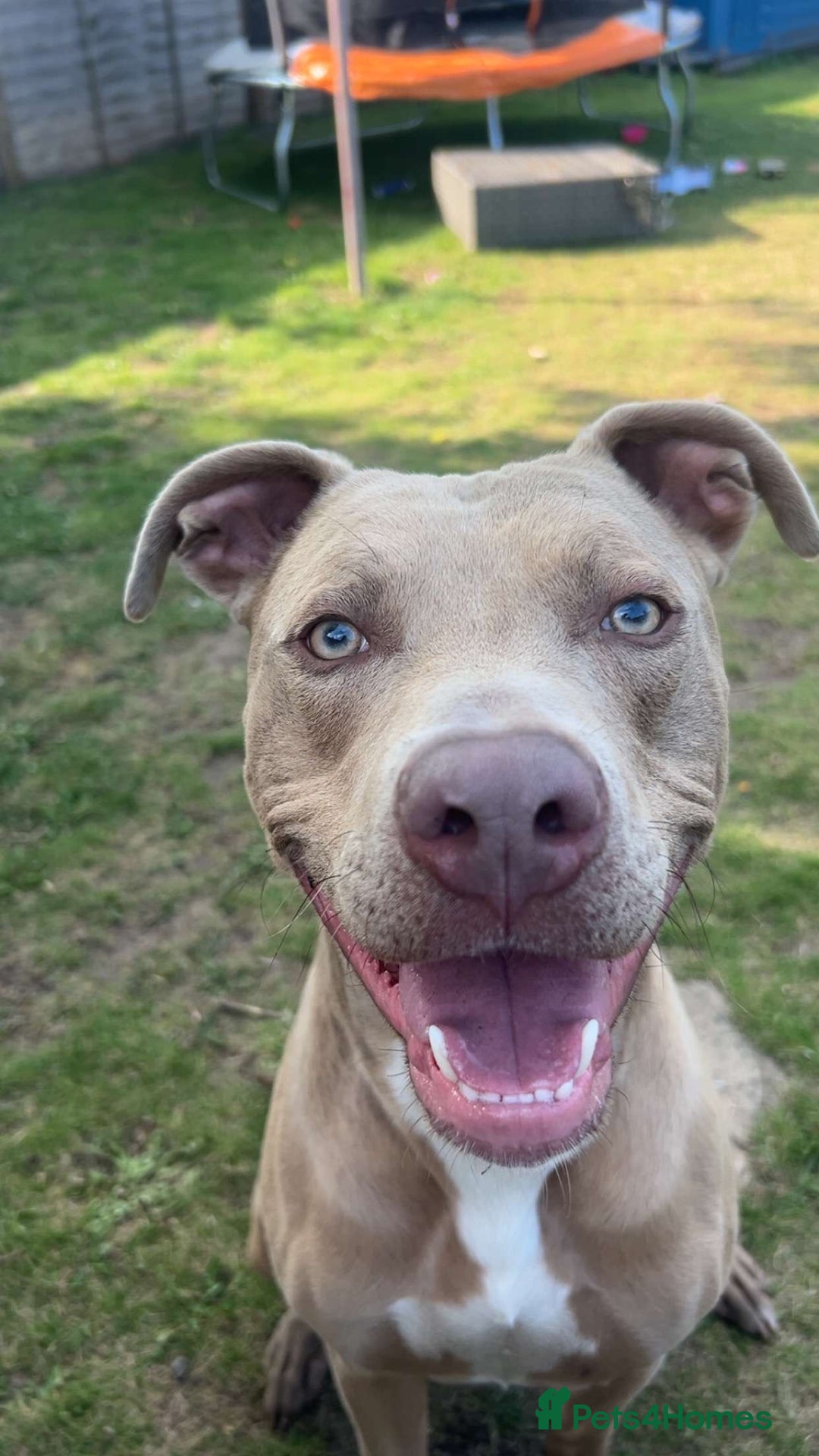 Mixed Breed dogs for sale: URGENT! Loving boy is desperate for a new home - Image 2