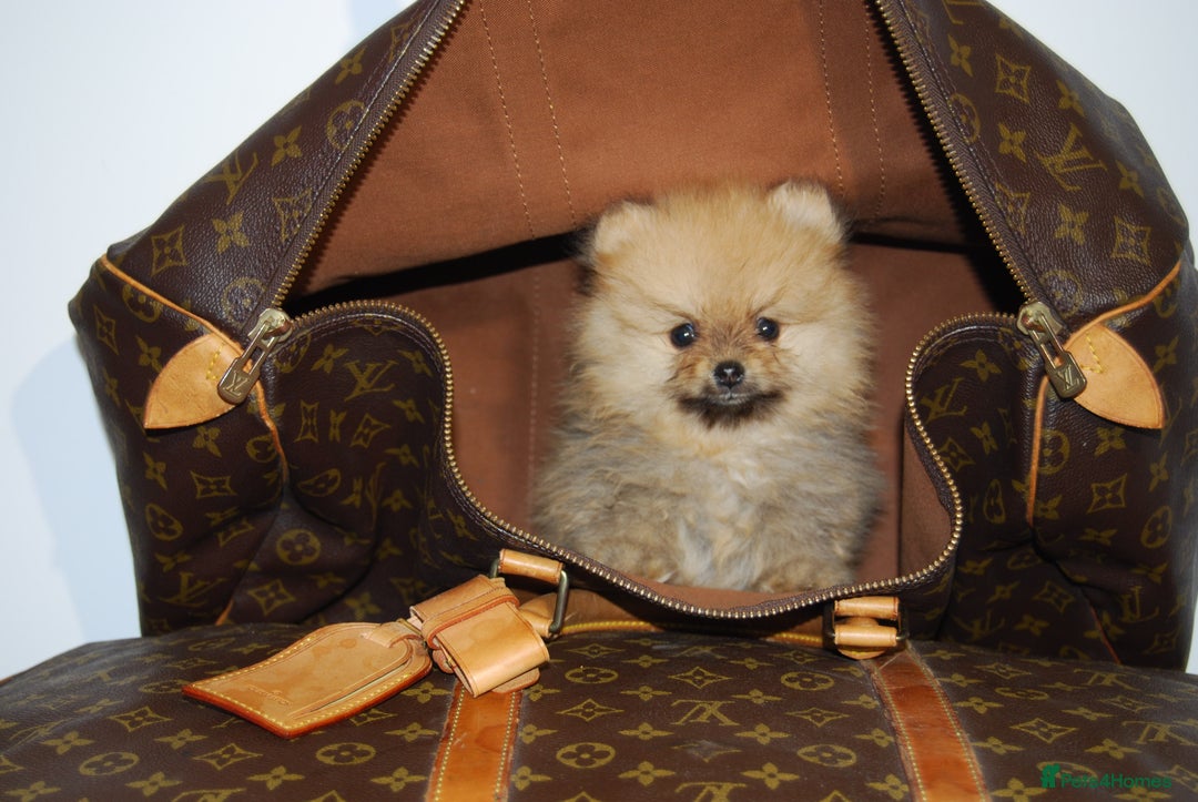 Pomeranian dogs for sale: UK's Best Toy Pomeranian Puppies  - Image 5