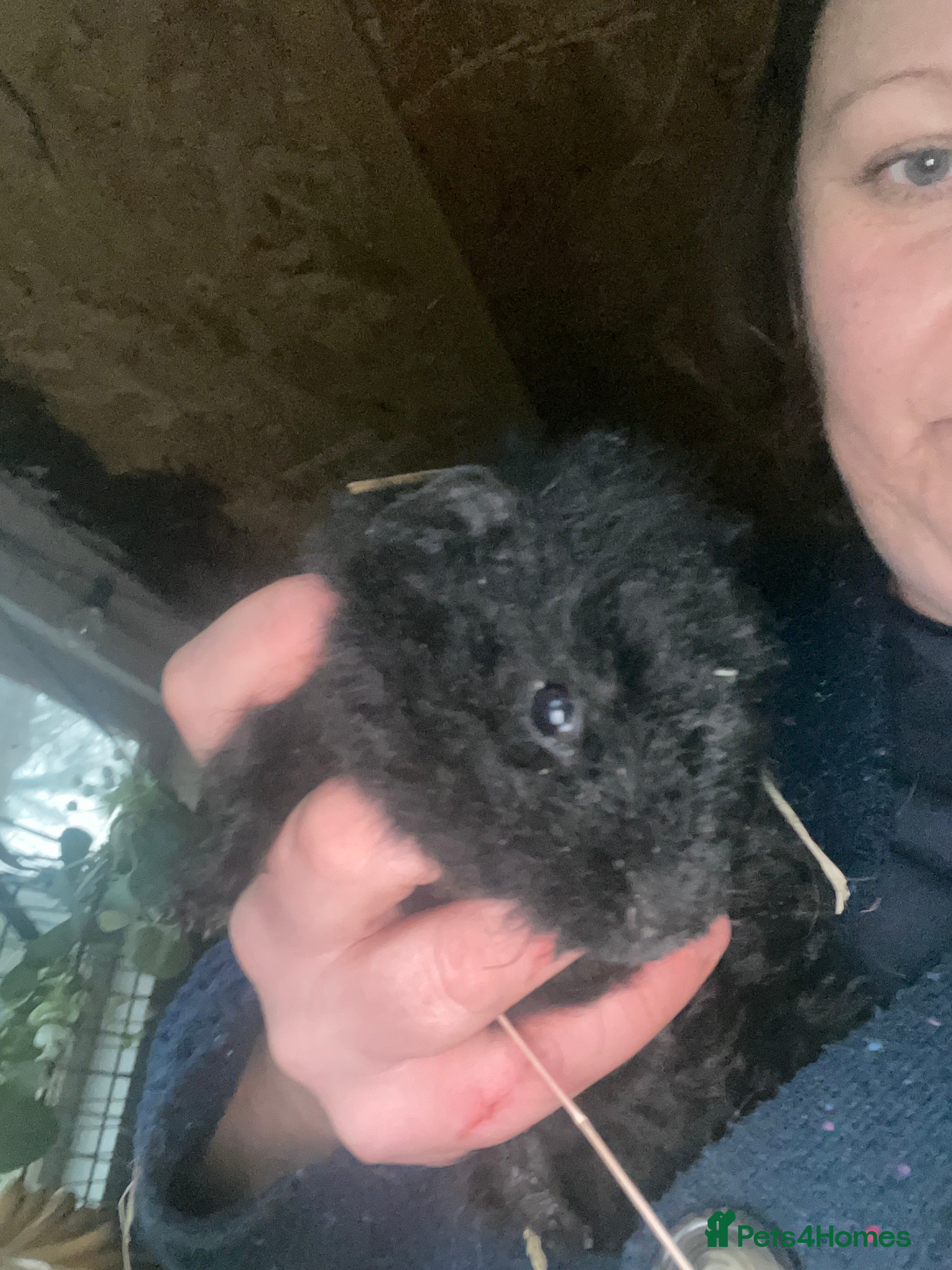 Guinea Pig rodents guinea pigs - Advert 12