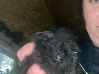 Guinea Pig rodents guinea pigs - Advert 19