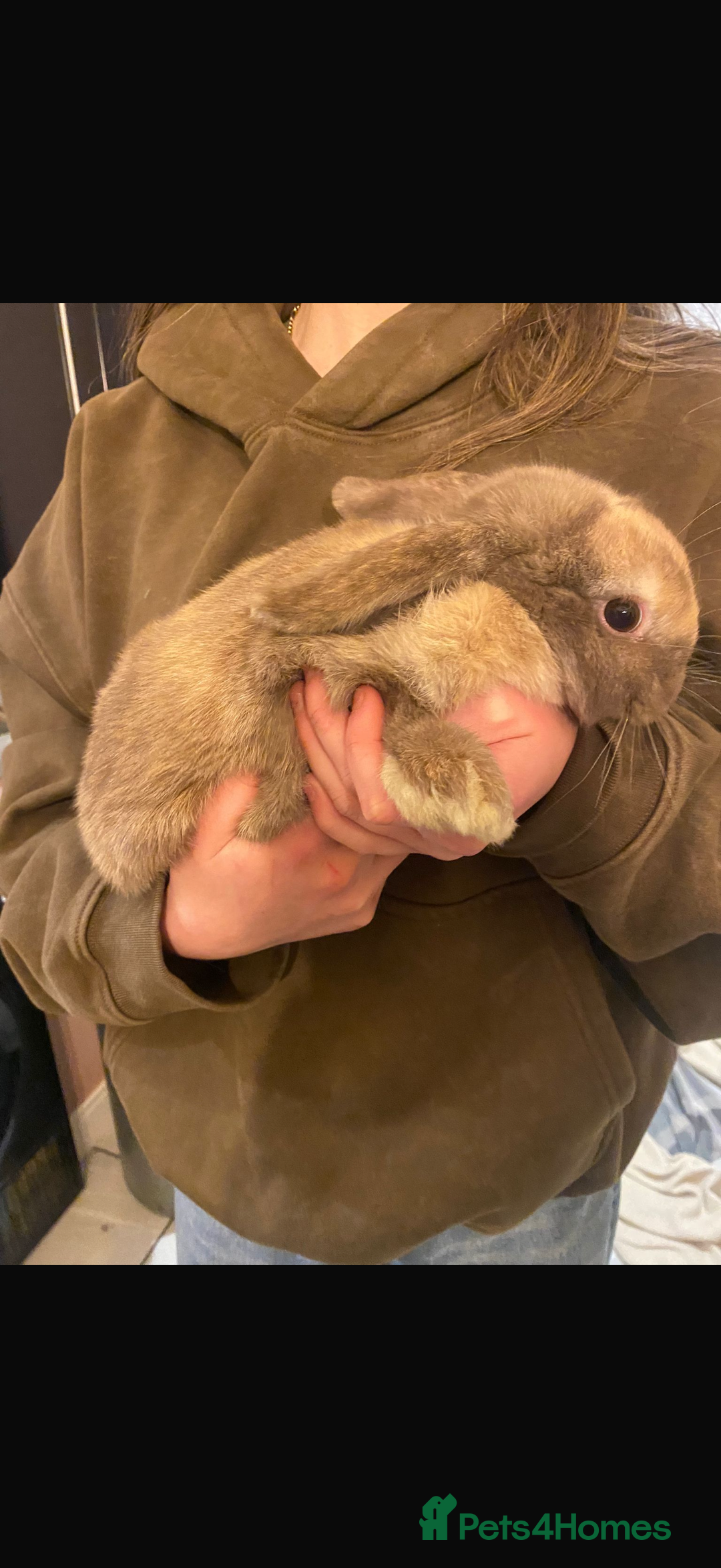 Mini Lop rabbits for sale: 12 week mini lop- last boy left :) - Advert 4