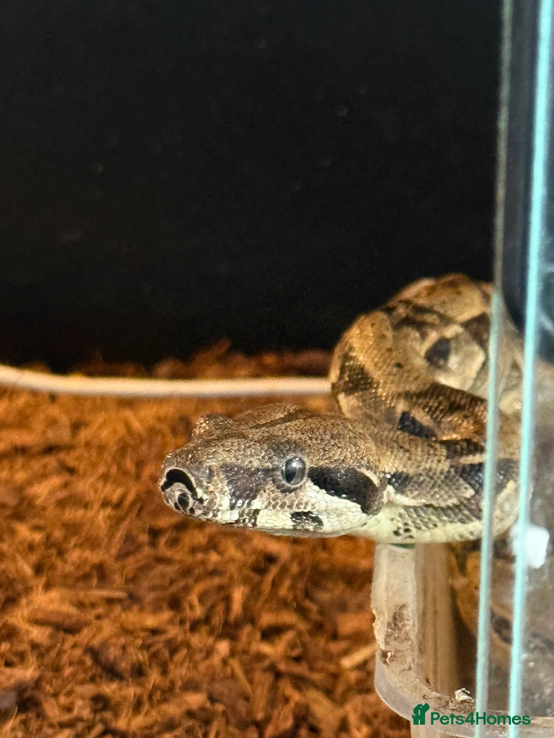 Boa Snake reptiles for sale: Boa And vivarium  - Advert 5