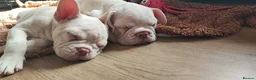French Bulldog dogs for sale: French Bulldog puppies - Advert 5