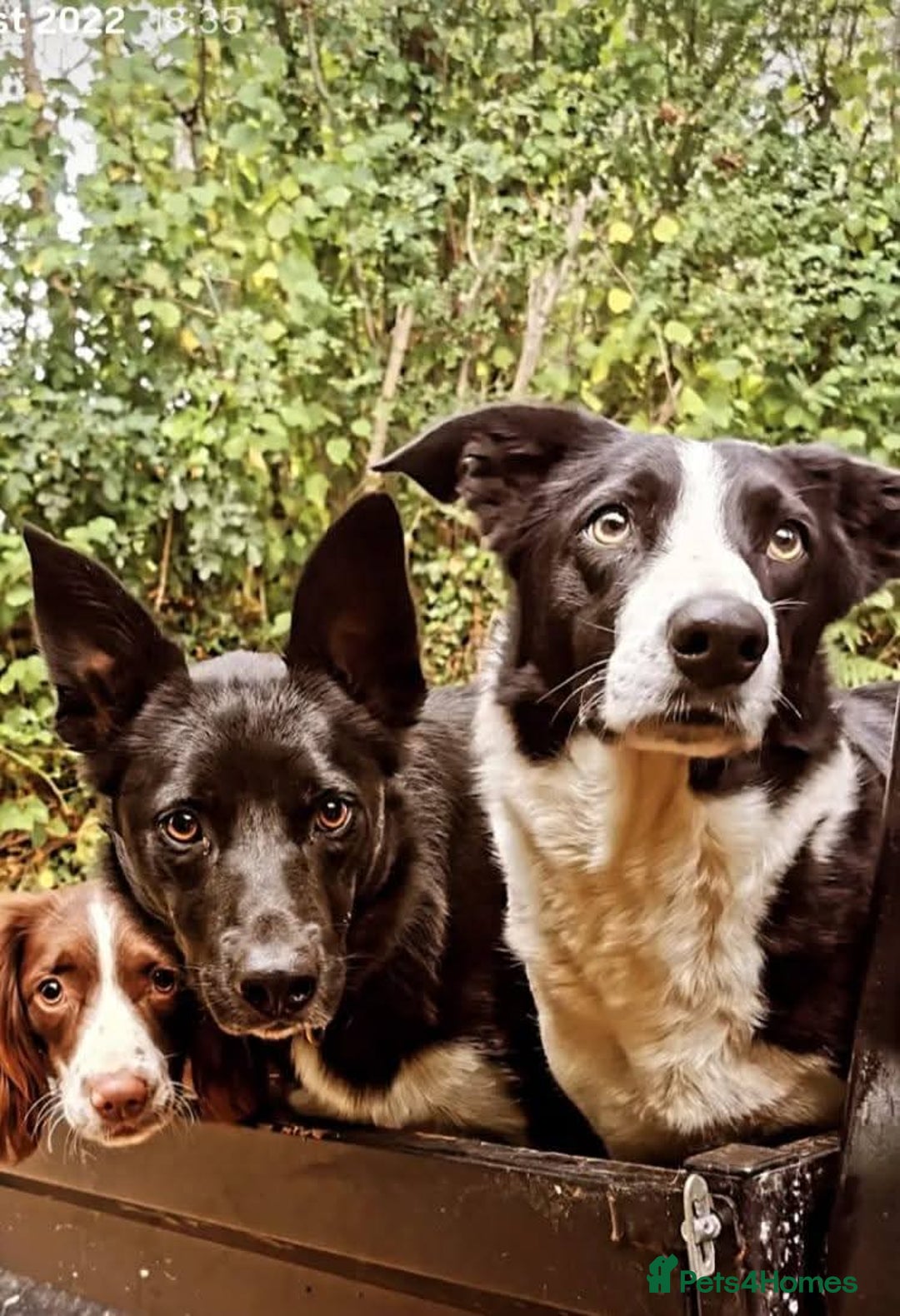 Border Collie dogs for sale: 3 male border collie puppies - Image 4