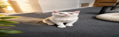 Male Shorthair 3