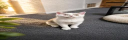 British Shorthair cats for sale: British Shorthair Kittens  in Enfield - Advert 5