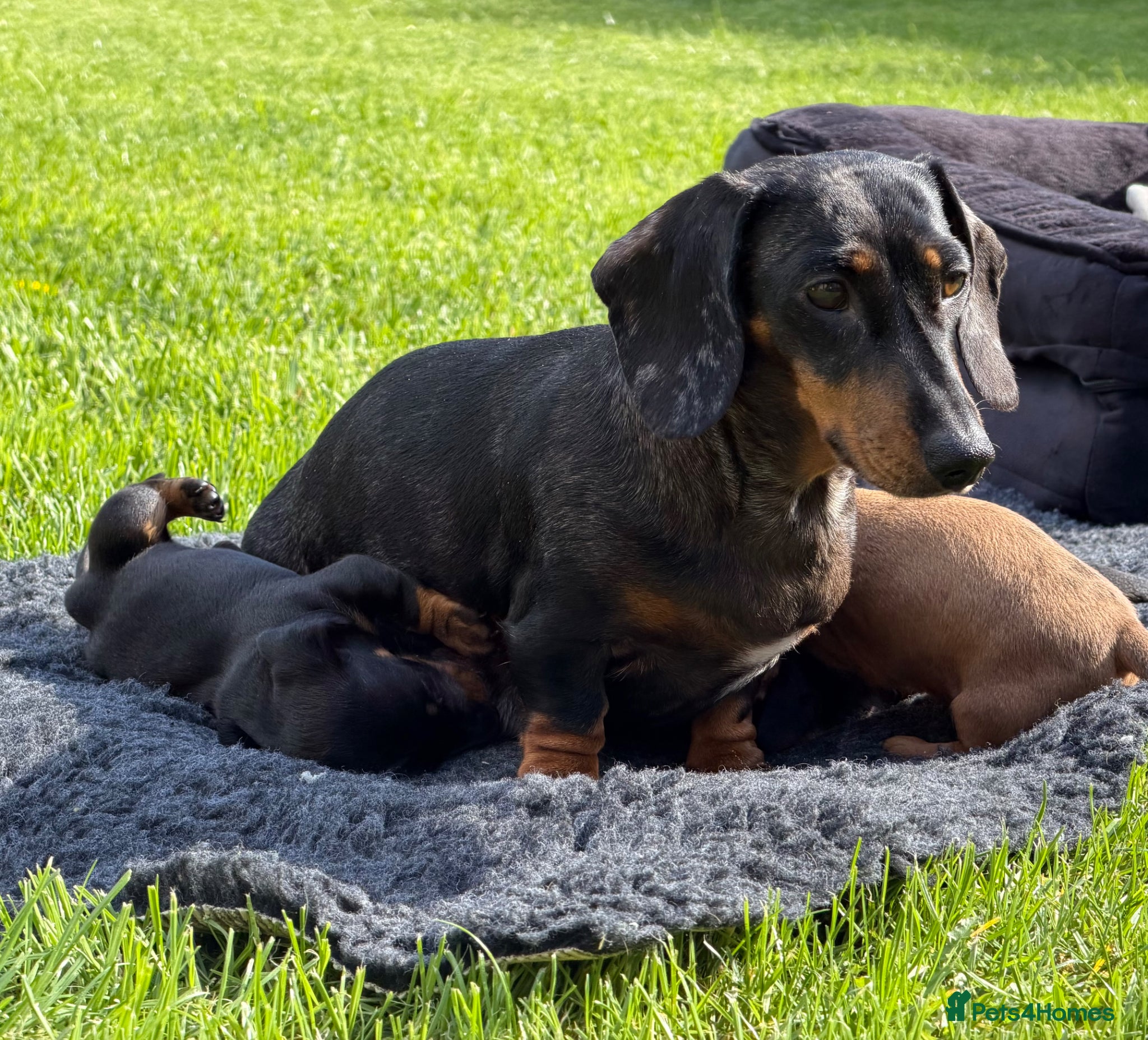 Miniature Dachshund dogs Meet Our Little Sausage Squad 🌭 - Advert 1