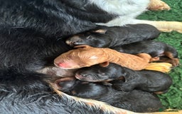 Cavapoo dogs for sale: Extensive health tested f1 cavapoo pups males  - Image 2