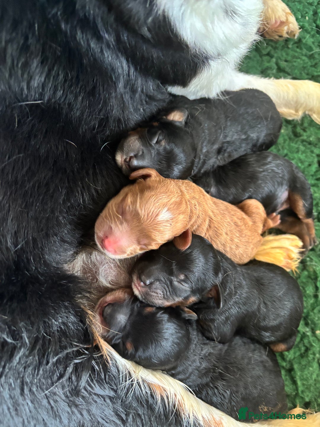 Cavapoo dogs for sale: Extensive health tested f1 cavapoo pups males  - Image 2